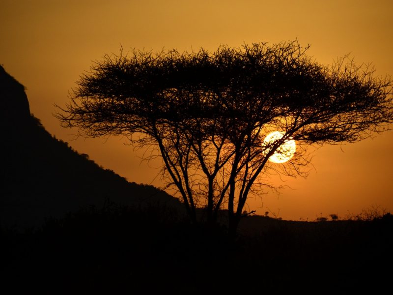 6-day Tsavo & Diani beach and bush — photo 5
