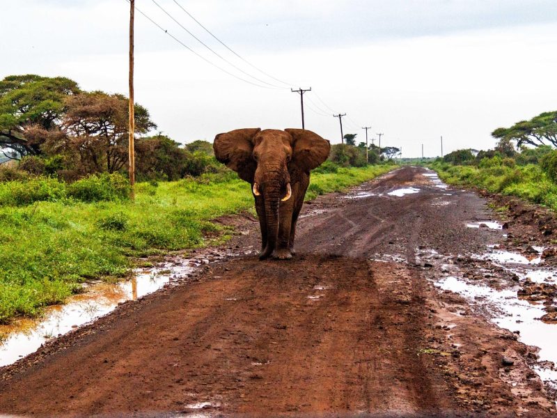 2-day Amboseli private safari — photo 2