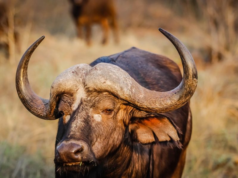 2-day Amboseli private safari — photo 3