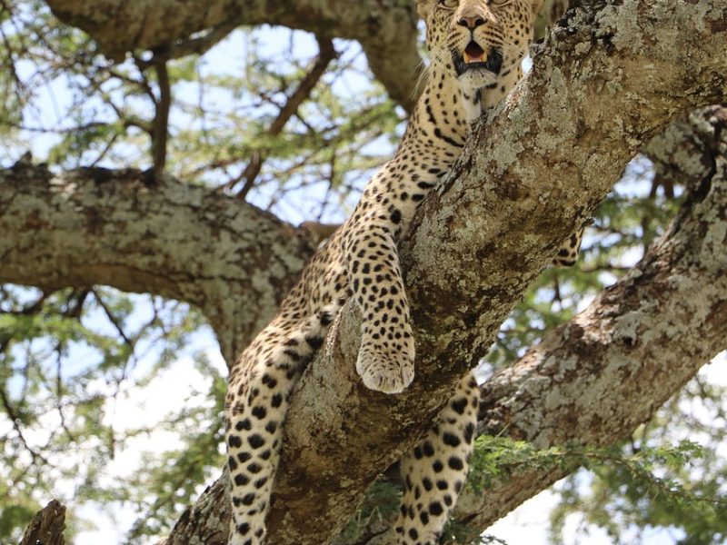 8-day Kenya & Tanzania: Mara, Serengeti, Ngorongoro — photo 2