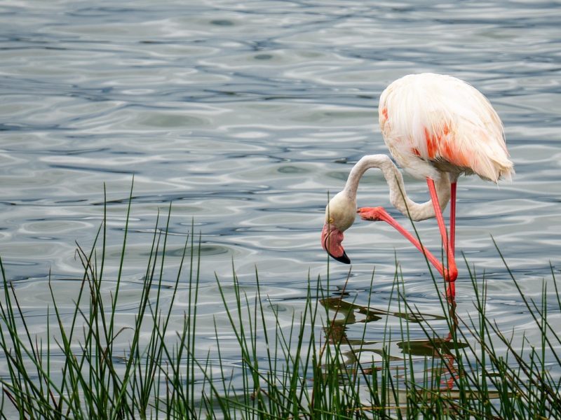 4-day Maasai Mara & Lake Nakuru safari — photo 2