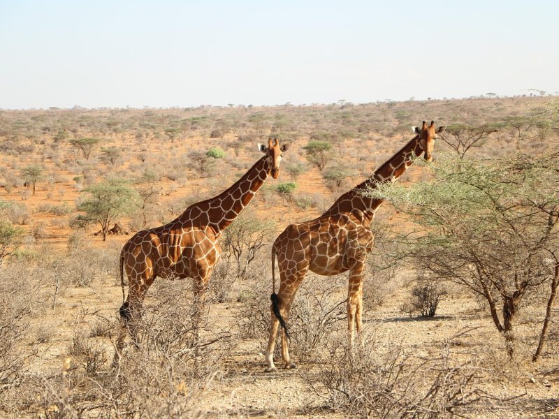 5-day Mara, Nakuru & Naivasha safari — photo 5