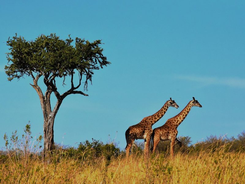 4-day Serengeti & Ngorongoro group safari — photo 3