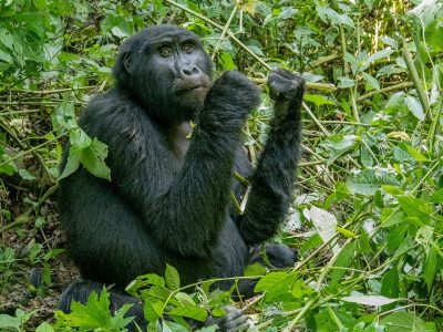 3-day Bwindi gorilla trekking safari, Bwindi Impenetrable Forest, Uganda