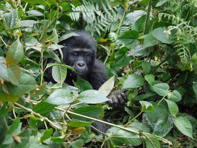 2-day Rwanda gorilla trek, Volcanoes National Park, Rwanda