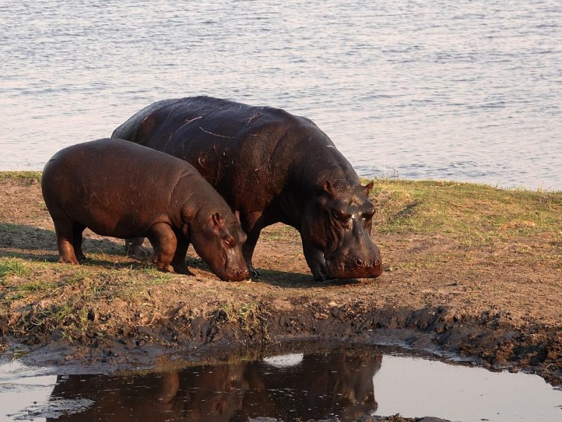 6-day Tsavo & Diani beach and bush — photo 4