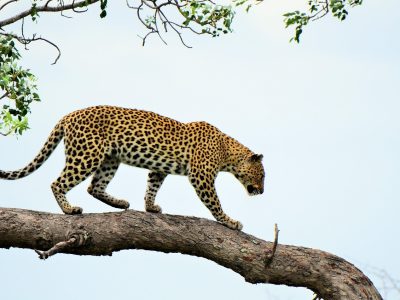 7-day Kenya classic: Samburu to the Mara, Maasai Mara · Lake Nakuru · Samburu +1