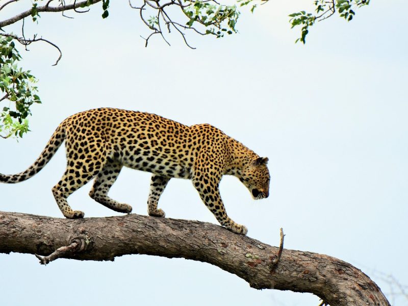 3-day Samburu safari — photo 3