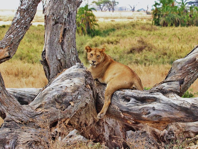 4-day Serengeti & Ngorongoro group safari — photo 2