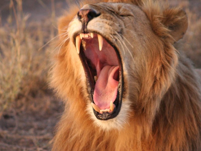 5-day Mara, Nakuru & Naivasha safari — photo 3