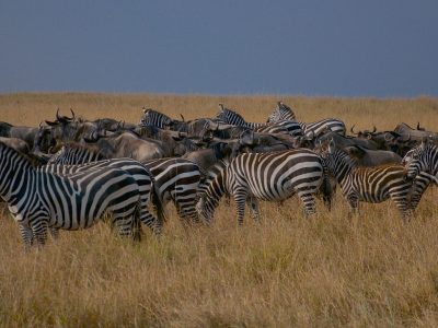 4-day Great Migration fly-in safari, Maasai Mara, Kenya
