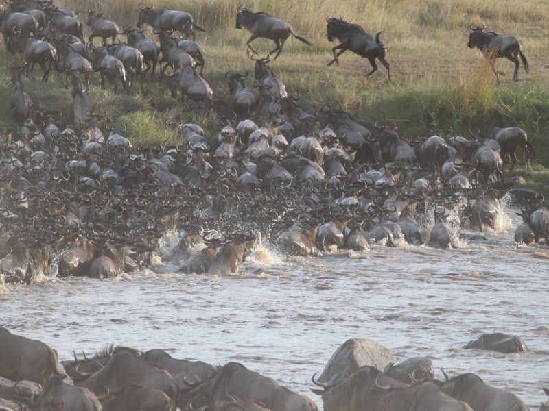 8-day Kenya & Tanzania: Mara, Serengeti, Ngorongoro — photo 3