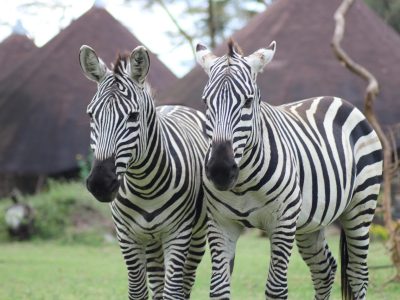 5-day Mara, Nakuru & Naivasha safari, Maasai Mara · Lake Nakuru · Lake Naivasha
