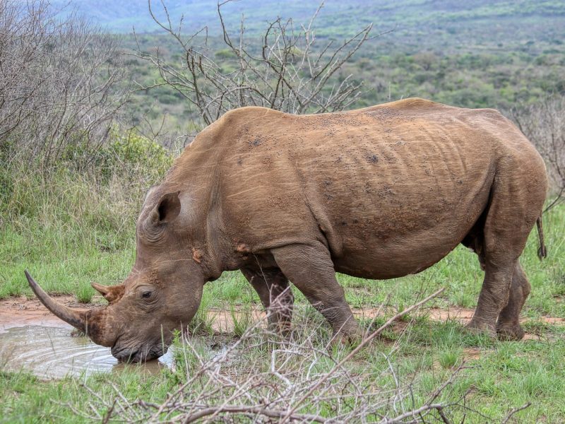 Nairobi National Park day trip — photo 2
