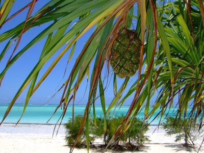 10-day Kenya & Zanzibar honeymoon safari, Maasai Mara · Amboseli · Zanzibar