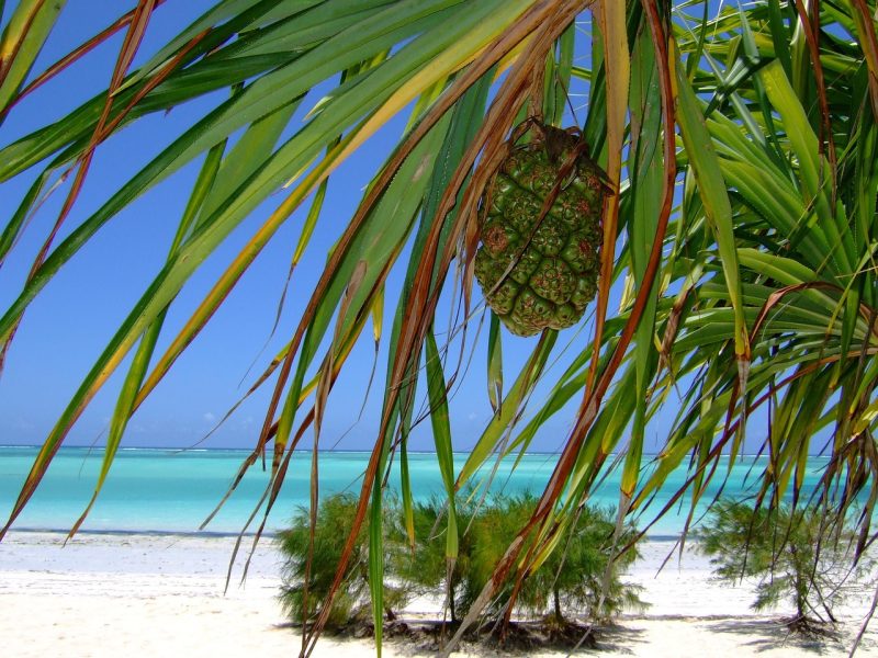 6-day Tsavo & Diani beach and bush — photo 3
