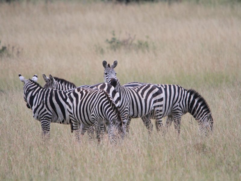 4-day Maasai Mara & Lake Nakuru safari — photo 4