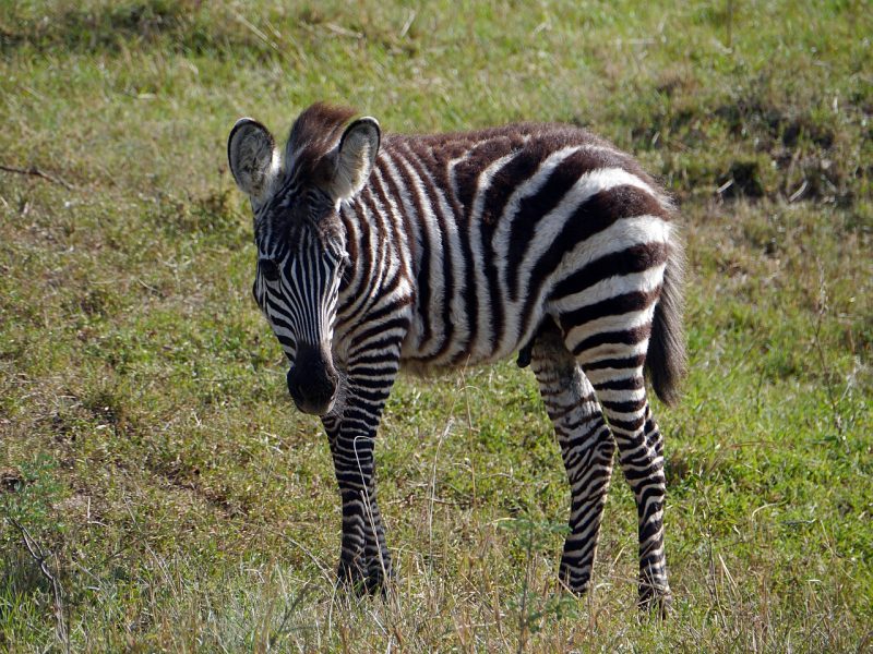 3-day Maasai Mara group safari — photo 2